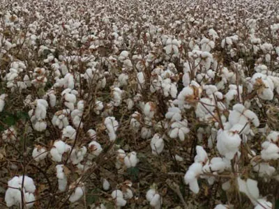 SunxFan Double Inlet Zentrifugal ventilatoren wieder aufgerüstet: Die neue Generation von EC-Produkten mit variabler Frequenz hilft Baumwoll pf lücker, effizient zu arbeiten